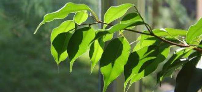 Как взять отросток