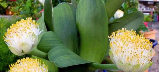 Гемантус белоцветковый уход в домашних условиях