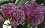 Сколько живут орхидеи