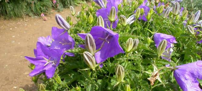 Колокольчик карпатский посадка и уход