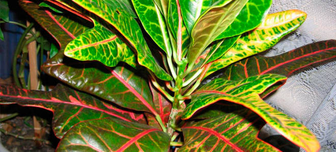 Почему сохнут кончики листьев у кротона