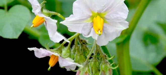 Цветы картофеля в народной медицине