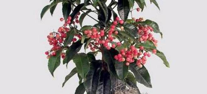 Ардизия крената