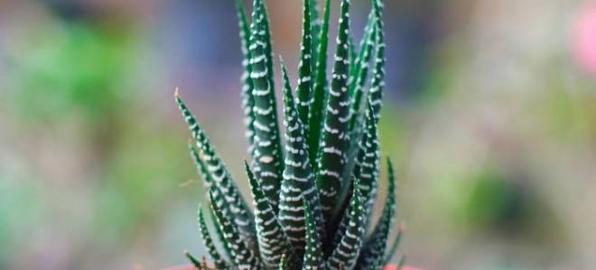 Растение хавортия