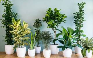 Медленно растущие комнатные растения