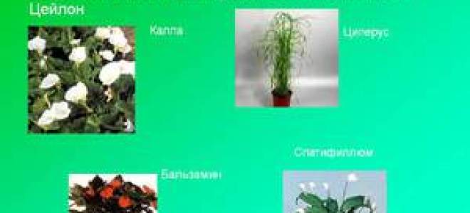 Влаголюбивые растения для сада