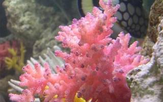 Кораллово розовый