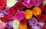 Значение роз по цвету