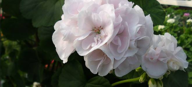 Пеларгония bronze corine