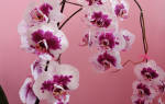 Орхидея энергетика цветка для дома