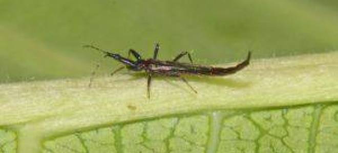 Трипсы на орхидеях