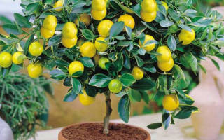 Как привить лимон