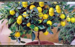 Как ухаживать за домашним лимоном