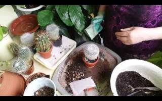 Пересадка кактусов в домашних условиях