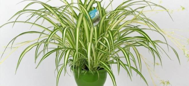 Хлорофитум зеленый