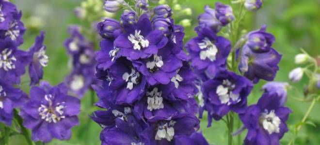 Когда сеять дельфиниум