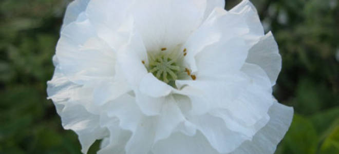 Сколько лепестков у мака