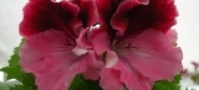 Пеларгония misty