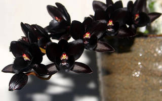 Цвет тёмной орхидеи