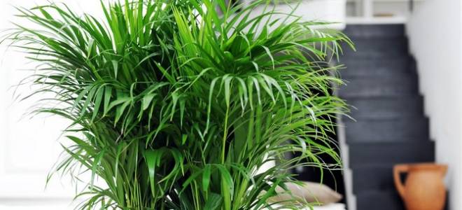 Пальма хризалидокарпус