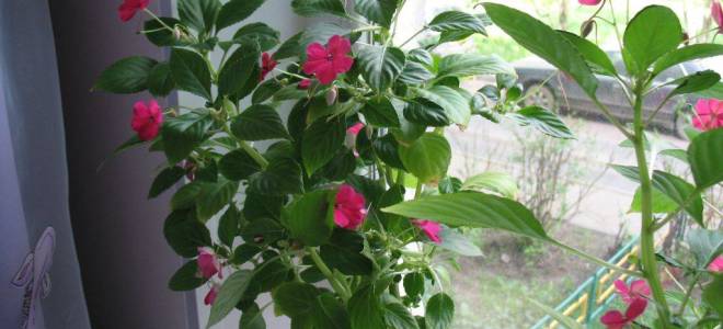 Почему бальзамин не цветет