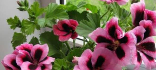 Пеларгония мандарин