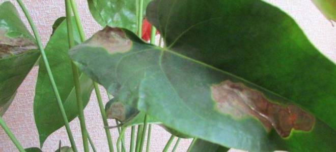 Почему у антуриума коричневые пятна на листьях