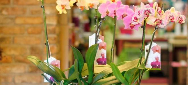Уход за орхидеей фаленопсис в домашних условиях