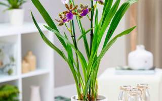 Орхидея зигопеталум уход в домашних условиях