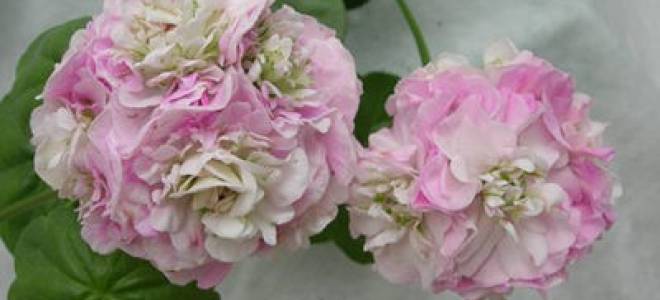 Вива каролина пеларгония