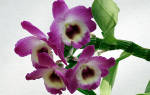 Кустовая орхидея
