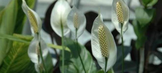 Почему у спатифиллума сохнут листья