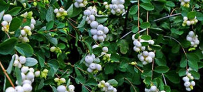 Куст с белыми ягодами
