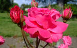 Роза канадская александр маккензи