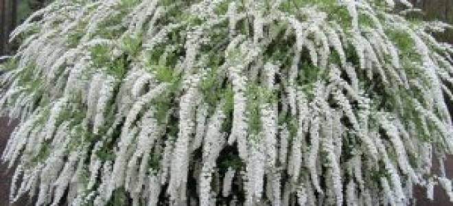 Спирея серая грефшейм посадка и уход