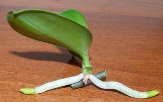 Как посадить отросток орхидеи в домашних условиях