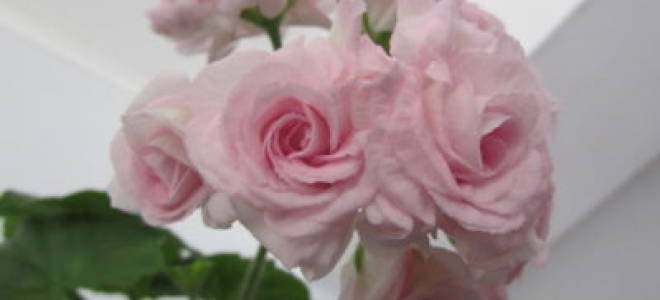 Gracious lady пеларгония
