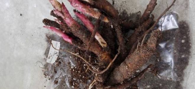 Когда сажать пионы в открытый грунт