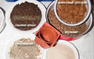 Как правильно посадить кактус в горшок