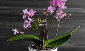 Эквестрис орхидея