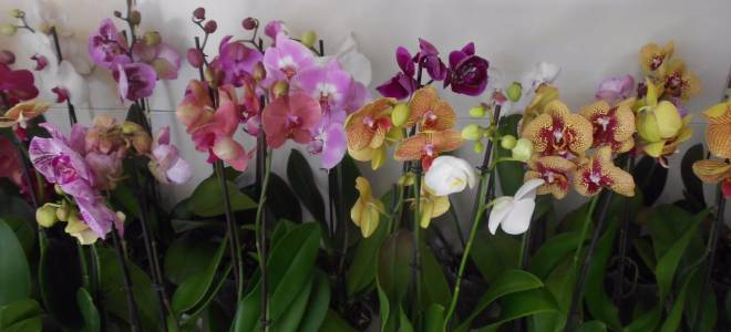 Как выбрать орхидею