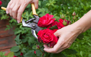Как обрезать розы