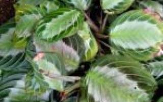 Молитвенный цветок