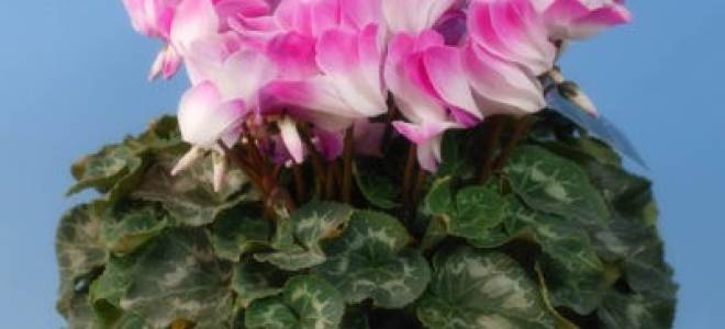 Как оживить цикламен