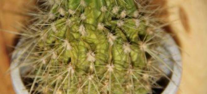 Кактус гниет снизу что делать