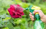 Чем обработать розы от тли народными средствами