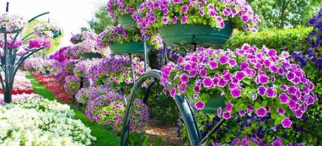 Описание петуния