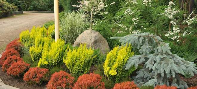 Бордюрные растения