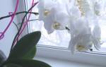 Орхидея как ухаживать в домашних условиях