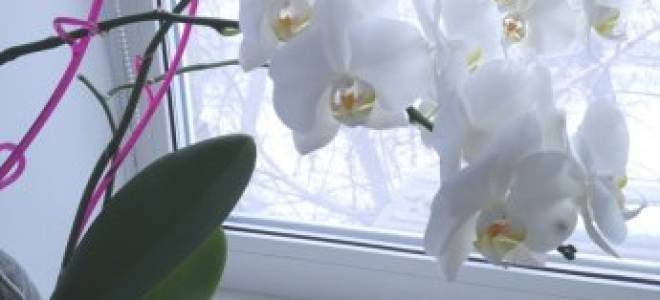 Орхидея как ухаживать в домашних условиях